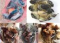 Primo caso di embrioni tripli in una tartaruga marina: evidenza di poliembrionia naturale in una tartaruga verde selvatica