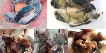 Primo caso di embrioni tripli in una tartaruga marina: evidenza di poliembrionia naturale in una tartaruga verde selvatica