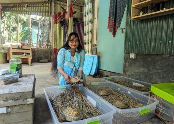 In Bangladesh reintrodotti per la prima volta in natura sei esemplari di Indotestudo elongata allevati in cattività