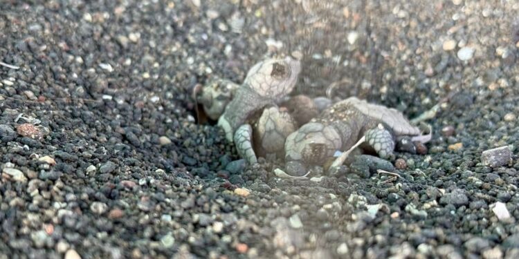 Linosa accoglie la prima schiusa di tartarughe marine del 2025: 55 nuove vite verso il mare