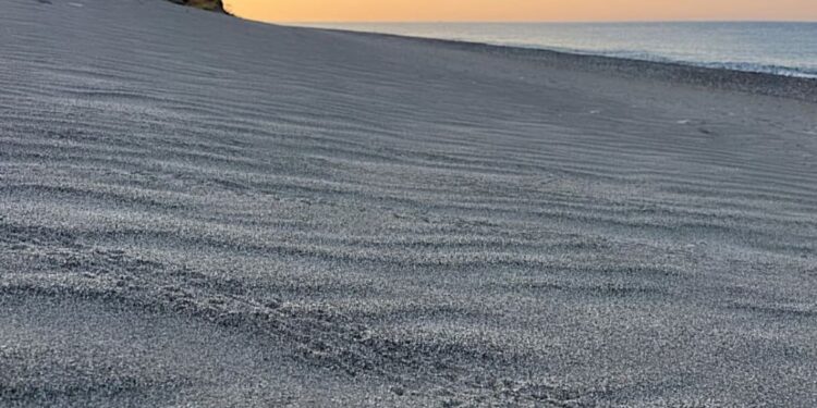 Un’alba di tartarughe a Bova Marina: la Calabria saluta la sua prima schiusa del 2025