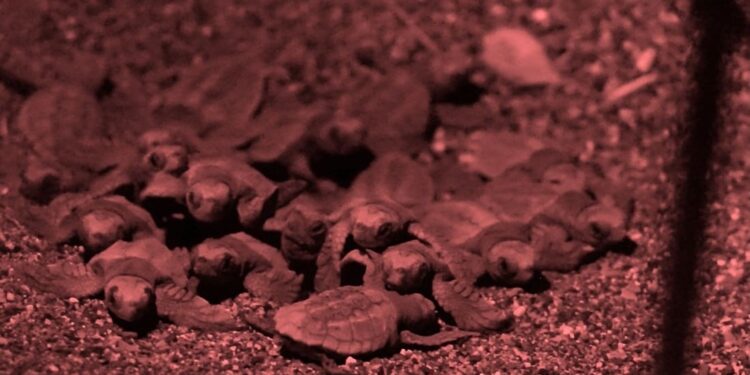 Prima schiusa ligure del 2025: oltre 80 tartarughine marine verso il mare a Sestri Levante