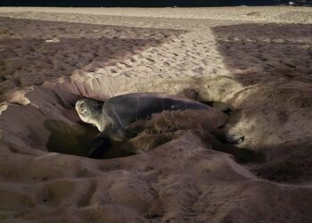 Storico evento nelle Cicladi: primo nido documentato di tartaruga verde sull’isola di Naxos