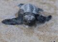 Storico ritrovamento all’Asinara: primo nido di Caretta caretta documentato nel Parco Nazionale