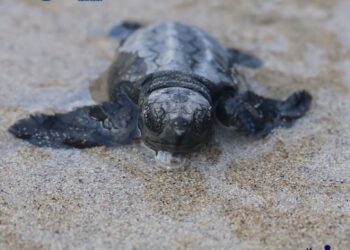 Storico ritrovamento all’Asinara: primo nido di Caretta caretta documentato nel Parco Nazionale
