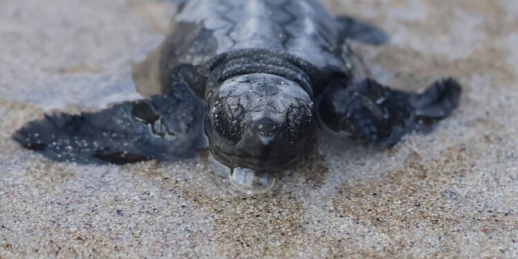Storico ritrovamento all’Asinara: primo nido di Caretta caretta documentato nel Parco Nazionale