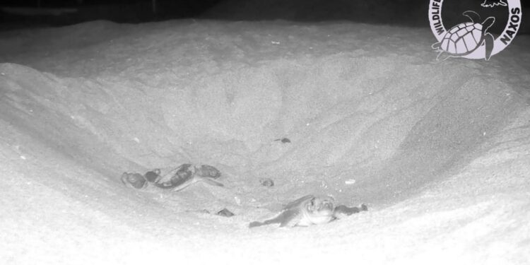 Un futuro per le Chelonia mydas: si conclude con enorme successo la prima storica schiusa a Naxos