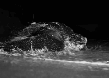 Per la prima volta in Ecuador, una Dermochelys coriacea viene dotata di tag satellitare