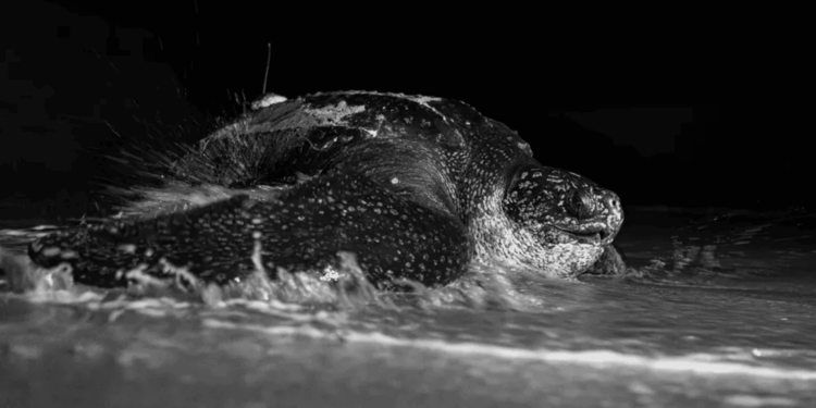 Per la prima volta in Ecuador, una Dermochelys coriacea viene dotata di tag satellitare