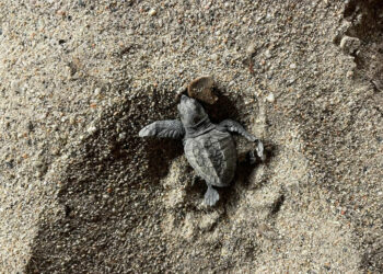 Estate 2025: centinaia di tartarughe marine già nate sulle spiagge italiane
