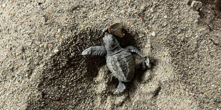 Estate 2025: centinaia di tartarughe marine già nate sulle spiagge italiane
