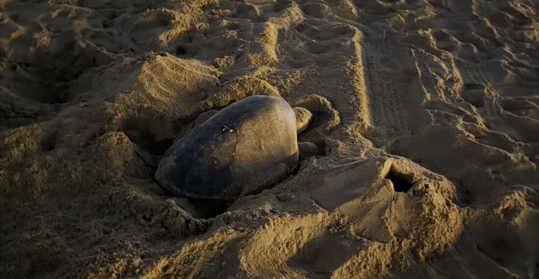 Due nidi di tartaruga olivacea in California: un evento mai documentato prima sulla costa occidentale degli Stati Uniti