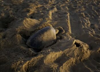 Due nidi di tartaruga olivacea in California: un evento mai documentato prima sulla costa occidentale degli Stati Uniti