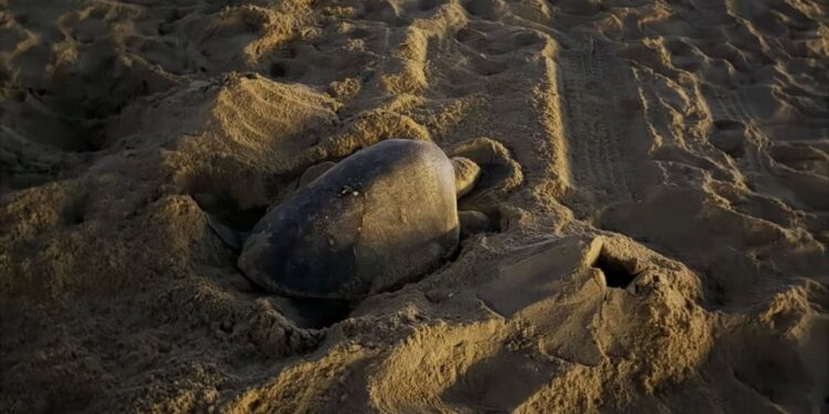 Due nidi di tartaruga olivacea in California: un evento mai documentato prima sulla costa occidentale degli Stati Uniti