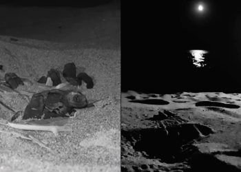 Prime schiuse di tartarughe in questo 2024: decine di piccole Caretta caretta nascono quasi in sincronia in Calabria e in Sicilia