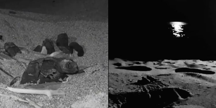 Prime schiuse di tartarughe in questo 2024: decine di piccole Caretta caretta nascono quasi in sincronia in Calabria e in Sicilia