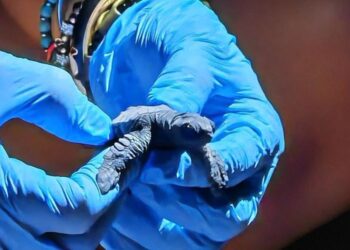 Iniziano le schiuse in Italia: le prime Caretta caretta raggiungono il mare in Calabria e Campania