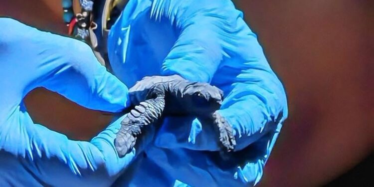 Iniziano le schiuse in Italia: le prime Caretta caretta raggiungono il mare in Calabria e Campania
