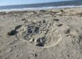 South Carolina, trovati i primi nidi del 2026: inizia una nuova stagione per le tartarughe marine