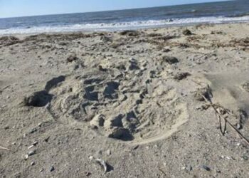 South Carolina, trovati i primi nidi del 2026: inizia una nuova stagione per le tartarughe marine