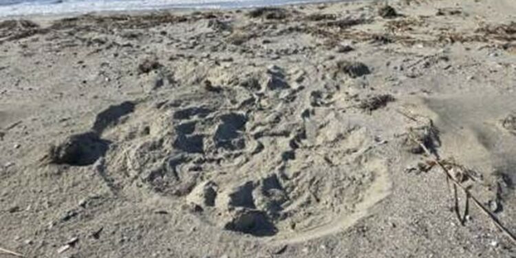 South Carolina, trovati i primi nidi del 2026: inizia una nuova stagione per le tartarughe marine