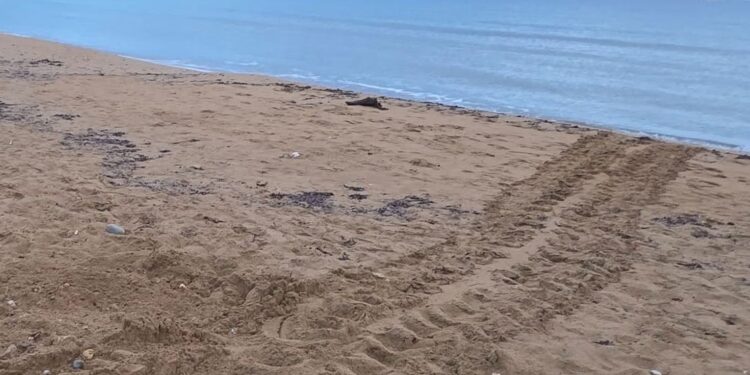 Grecia, trovato il primo nido del 2026: inizia la stagione di Caretta caretta anche nel Golfo di Kyparissia