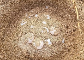 Cinque nidi in due giorni: il Libano conferma la sua centralità nella stagione di nidificazione delle tartarughe marine