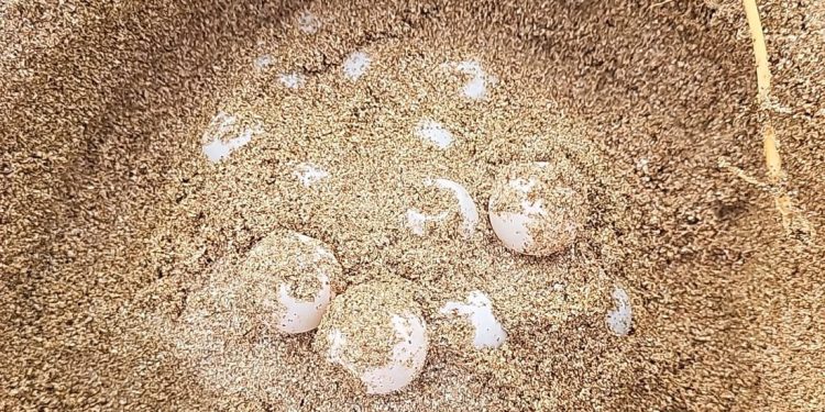 Cinque nidi in due giorni: il Libano conferma la sua centralità nella stagione di nidificazione delle tartarughe marine