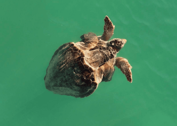 Primo accoppiamento di Caretta caretta individuato nel Mar Mediterraneo nel 2025