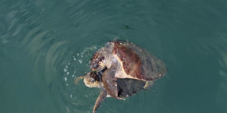 Nuovo record: il caldo anticipa il primo accoppiamento annuale di Caretta caretta nel Mediterraneo