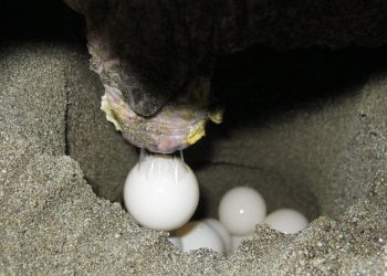 Ufficializzato il primo nido documentato di tartaruga marina del 2024 su una spiaggia del Mar Mediterraneo