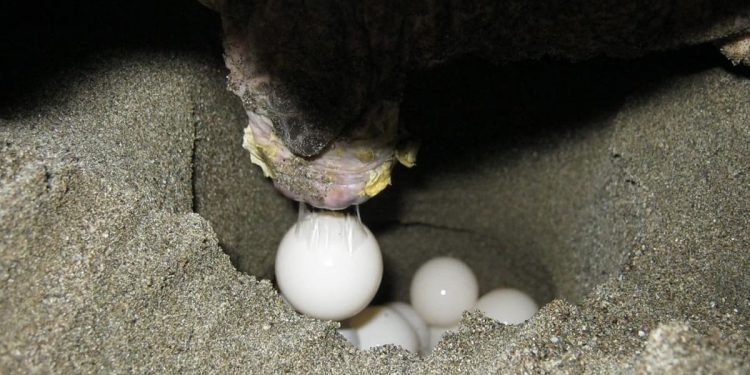 Ufficializzato il primo nido documentato di tartaruga marina del 2024 su una spiaggia del Mar Mediterraneo