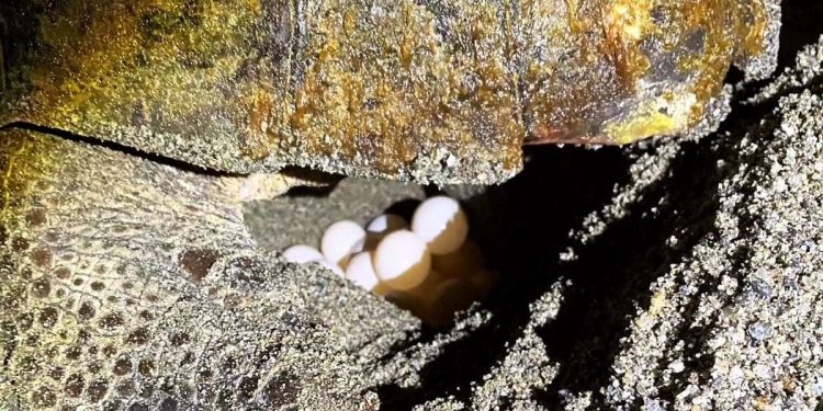 Primo nido di tartaruga marina del 2024 in Calabria e ancora altri quattro in Sicilia