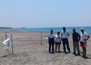 Tartarughe e tutela: la storia del primo nido cosentino che unisce cittadini e ricerca scientifica