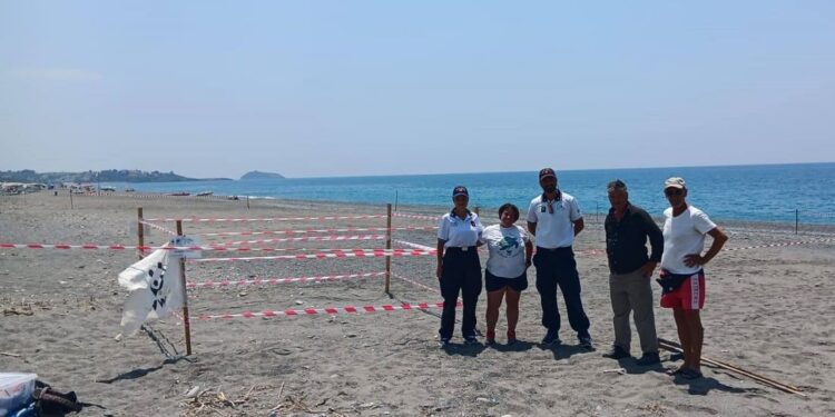 Tartarughe e tutela: la storia del primo nido cosentino che unisce cittadini e ricerca scientifica