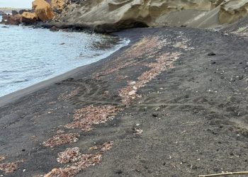 Cala Pozzolana di Ponente, a Linosa, accoglie il primo nido italiano di tartaruga marina del 2025