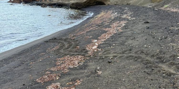 Cala Pozzolana di Ponente, a Linosa, accoglie il primo nido italiano di tartaruga marina del 2025