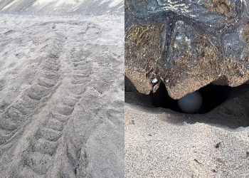 Individuato il primo nido di tartaruga marina del 2024 a Linosa e oggi in Sicilia superati i 140 nidi messi in sicurezza