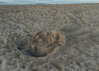 Il Salento inaugura la stagione pugliese: trovato a Lido Marini il primo nido del 2026