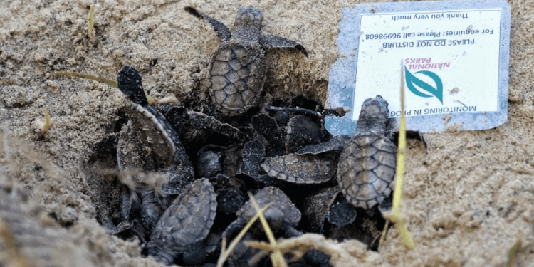 Trovato il primo nido di tartaruga embricata nell’East Coast Park dopo la fuoriuscita di 400 tonnellate di petrolio