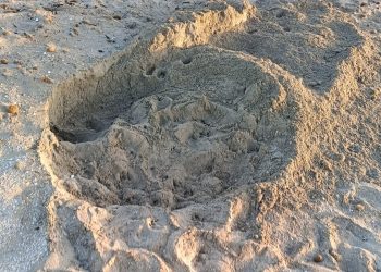 Per il quinto anno consecutivo, è la Sicilia ad aprire le danze: ufficializzata la prima nidificazione italiana del 2024