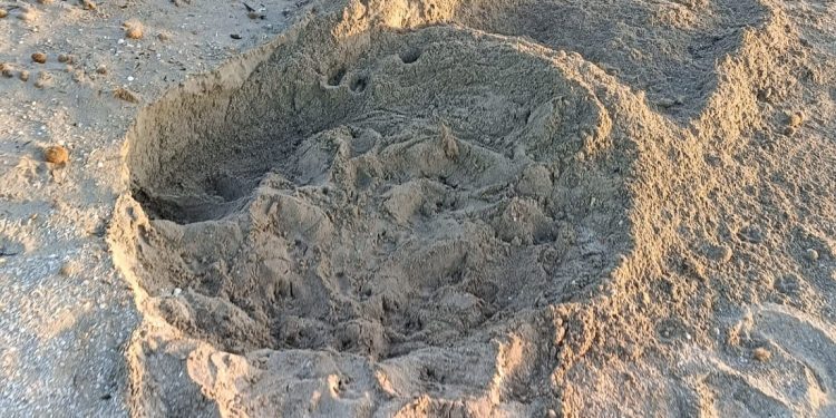 Per il quinto anno consecutivo, è la Sicilia ad aprire le danze: ufficializzata la prima nidificazione italiana del 2024