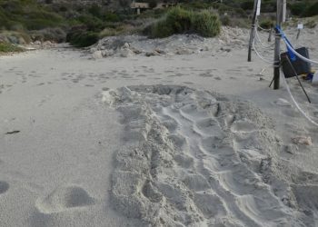 Terzo nido di tartaruga marina in due giorni. Dopo Linosa e Ragusa, oggi è il turno di Lampedusa