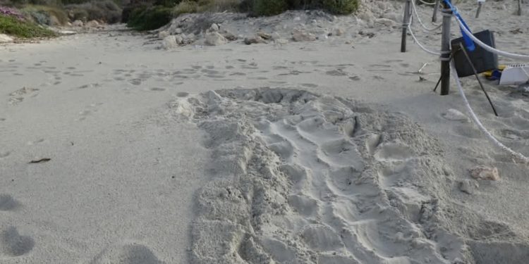 Terzo nido di tartaruga marina in due giorni. Dopo Linosa e Ragusa, oggi è il turno di Lampedusa