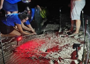 Per il terzo anno consecutivo, individuato un nido di tartaruga marina in Abruzzo: è il quarto nella recente storia di questa regione