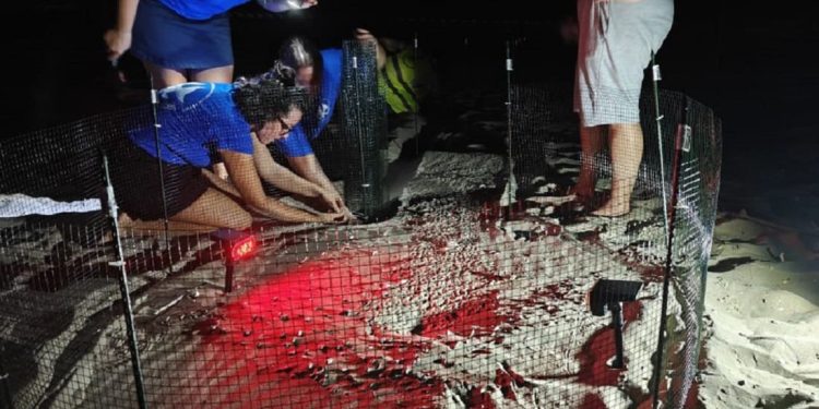 Per il terzo anno consecutivo, individuato un nido di tartaruga marina in Abruzzo: è il quarto nella recente storia di questa regione