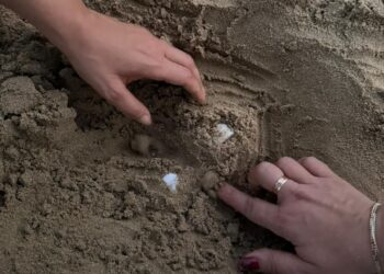 La Caretta caretta torna a nidificare anche quest’anno in Abruzzo: scoperto il primo nido del 2025