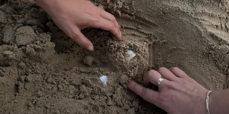 La Caretta caretta torna a nidificare anche quest’anno in Abruzzo: scoperto il primo nido del 2025