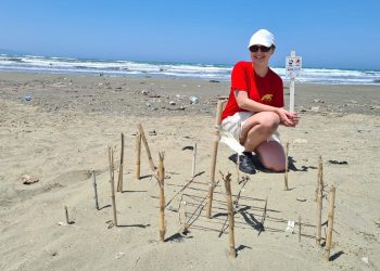 Con circa 15 giorni di anticipo, individuato il primo nido dell’anno di tartaruga marina nel nord di Cipro