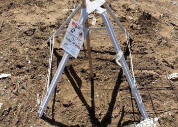 La stagione delle tartarughe marine inizia anche a Cipro con il primo nido di Caretta caretta